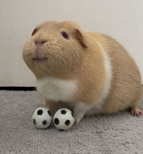 Baby Guinea Pigs, Happy Pig, Pet Guinea Pigs, Cute Guinea Pigs, Soccer League, Pig Lovers, Like Animals, Animal Companions, Cute Animal Photos