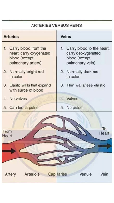 Veins and arteries function Nursing Foundations, Advanced Emt, Anatomy Studying, Blood Vessels Anatomy, Nursing Aesthetic, Arteries Anatomy, Anatomy Aesthetic, Medical School Quotes, Cardiac Cycle