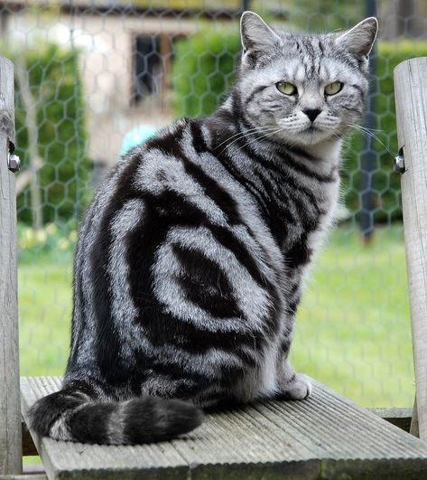 Silver Tabby Cat, Cats Fluffy, British Shorthair Kittens, American Shorthair Cat, Spotted Cat, Galaxy Black, Cat References, Tabby Cats, American Shorthair