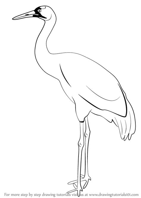 Learn How to Draw a Crane (Birds) Step by Step : Drawing Tutorials How To Draw A Crane, Crane Bird Drawing, Bird Line Drawing, Crane Drawing, Whooping Crane, Draw Birds, Bird Outline, Drawing Bird, Simple Line Drawings