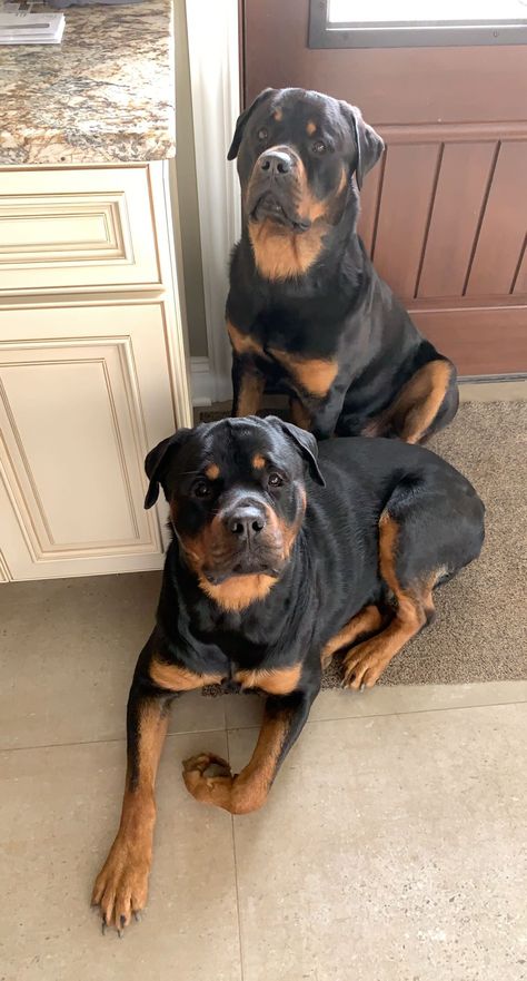 Rottweiler Lab Mix Dogs, Rot Weiler, Pretty Dog Breeds, Long Haired Rottweiler, Miniature Rottweiler, Black Rottweiler, Puppy Rottweiler, Rottweiler Dogs, Funny Rottweiler