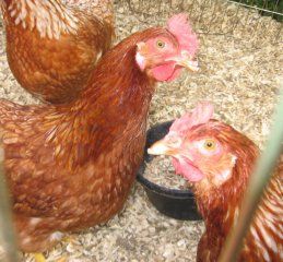 Golden Bluff (Pullets) Chickens: Good-natured and great layers! Golden Wyandotte Chickens, Golden Buff Chicken, Buff Chicken, Pullets Chickens, Buff Orpington Hen, Golden Laced Wyandotte Hen, Gold Laced Wyandotte Rooster, Chicken Breeds, Raising Chickens