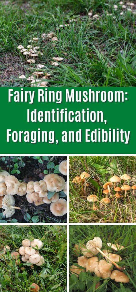 Fairy Ring Mushroom: Identification, Foraging, and Edibility Mushroom Identification Chart, Foraging Mushrooms For Beginners, Fairy Ring Mushrooms, Alexisnikole Foraging, Fairy Ring Mushroom, Mushroom Circle, Foraging Mushrooms, Wild Recipes, Edible Wild Mushrooms