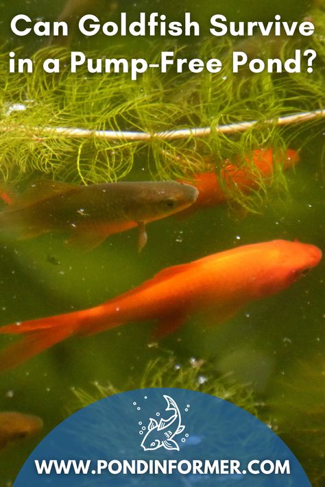 Stock Tank Goldfish Pond, Mini Goldfish Pond, Planter Pond Ideas, Diy Goldfish Pond, Stock Tank Fish Pond, Feeder Goldfish, Outdoor Goldfish Pond, Goldfish Pond Ideas, Small Goldfish Pond