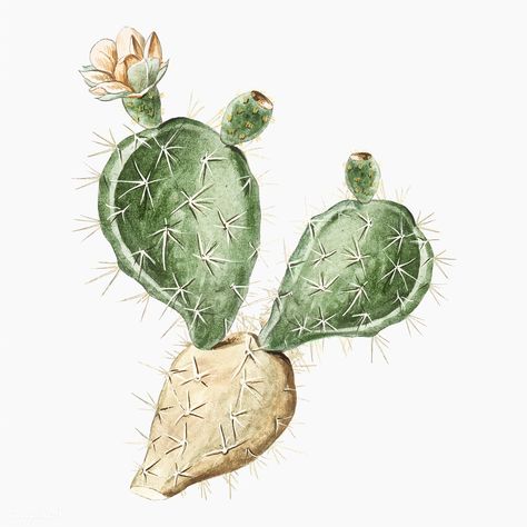 Indian Fig or Semaphore Prickly Pear vector | premium image by rawpixel.com Pineapple Illustration, Illustration Botanique Vintage, Periwinkle Flowers, Vintage Cactus, Cactus Illustration, Plant Vector, Antique Botanical Print, Botanical Illustration Vintage, Desert Art