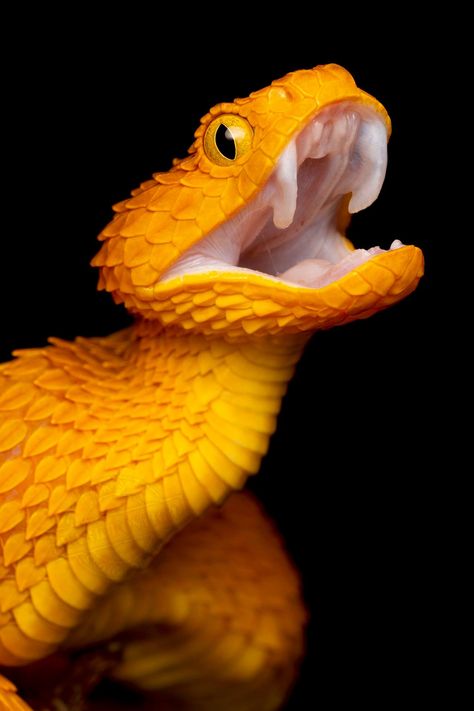 African Bush Viper, Bush Viper, Viper Snake, Pretty Snakes, Yellow Snake, Snake Venom, Cute Reptiles, Snake Art, Beautiful Snakes