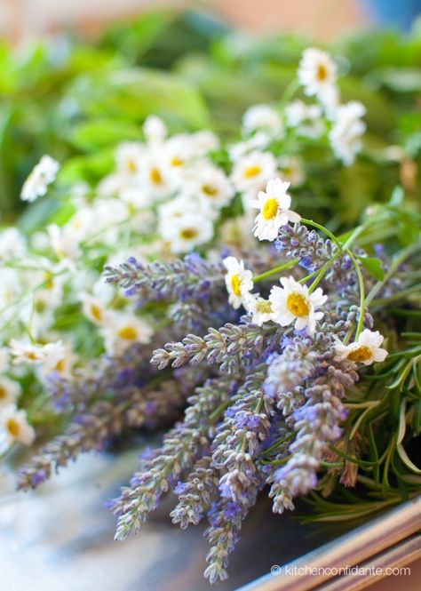 chamomile lavender lobster bake Purple Flowers, Lavender, Candles, Purple, Flowers