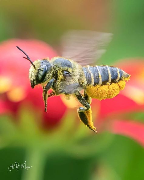 Cute Wild Animals on Instagram: “Hardworker Bee Carrying Polen🐝🧡  Wool carder bees are so named because the female bee scrapes and collects the soft downy hairs (trichomes)…” Wool Carder Bee, All About Bees, Solitary Bees, No Thoughts, Bee Tattoo, Busy Bees, Bugs And Insects, Busy Bee, Honey Bees