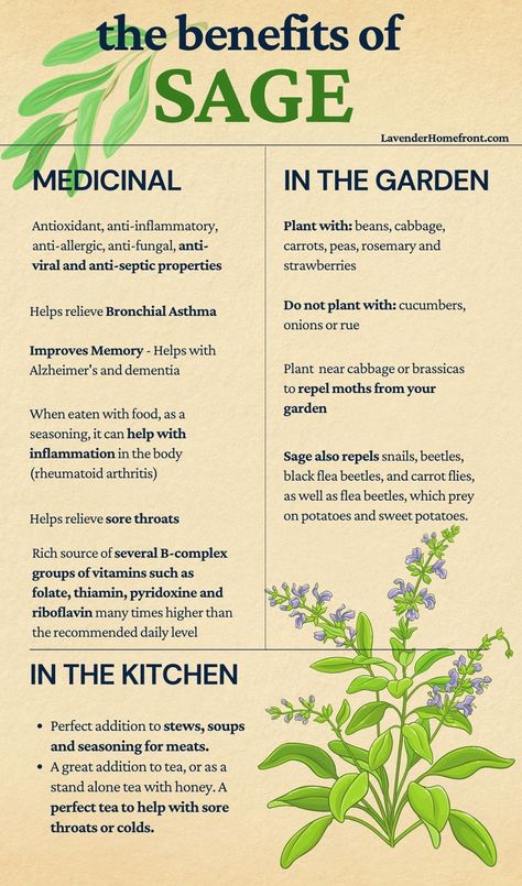 Benefits Of Sage, Sage Benefits, Medicinal Herbs Garden, Medical Herbs, Magia Das Ervas, Magic Herbs, Herbal Apothecary, Healing Plants, Makanan Diet