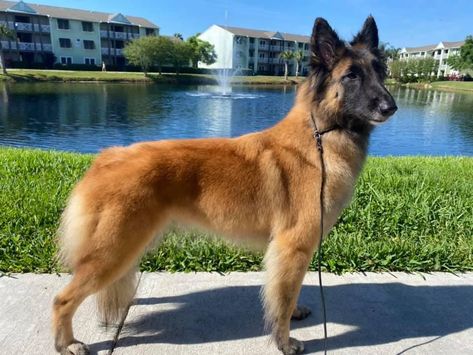 Belgian Turveren, Tervuren Dog, Belgian Tervuren, Fit Dogs, Every Dog Breed, Dogs Breeds, Belgian Shepherd, Human Babies, Herding Dogs