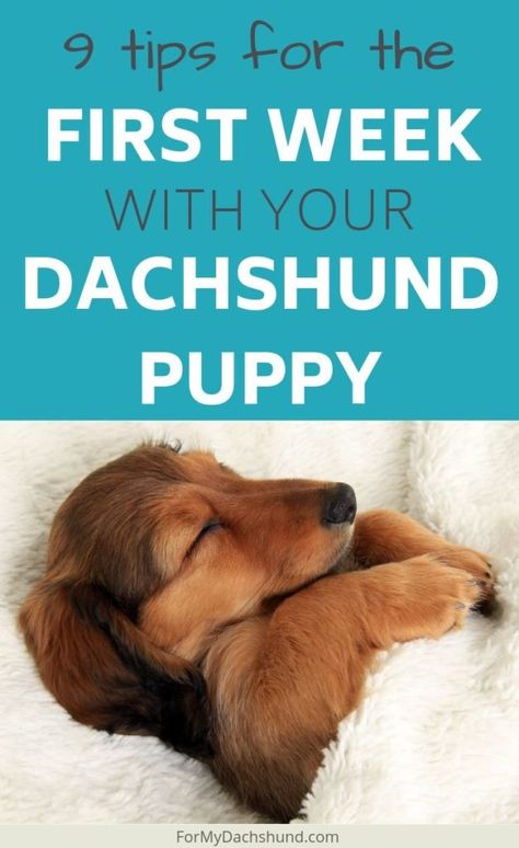 9 Tips for the First Week with Your Dachshund Puppy Dachshund Training Tips, Dapple Miniature Dachshund, Dachshund Aesthetic, Long Haired Dachshund Puppies, Dachshund Tips, Adoption Tips, Dachshund Puppy Training, Daschund Puppies, Dachshund Stuff