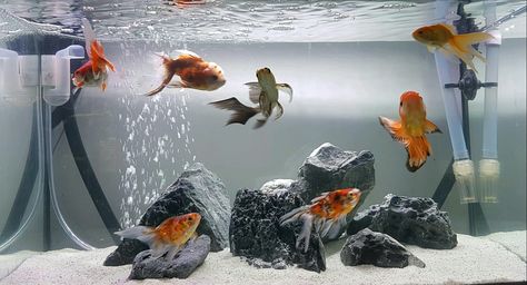 My goldfish wonderland Gold Fish Tank Ideas Aquarium, Aquaponics Garden, Cool Fish Tank Decorations, Desktop Aquarium, Goldfish Aquarium, Fish Aquarium Decorations, Fish Tank Themes, Custom Aquarium, Tank Wallpaper