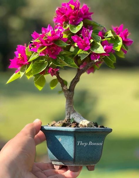 Bonsai Bougenvile, How To Grow Bonsai, Bonsai Nursery, Bonsai Flower, Mini Bonsai, Bonsai Plants, Eco Living, Backyard Garden Design, Little Garden