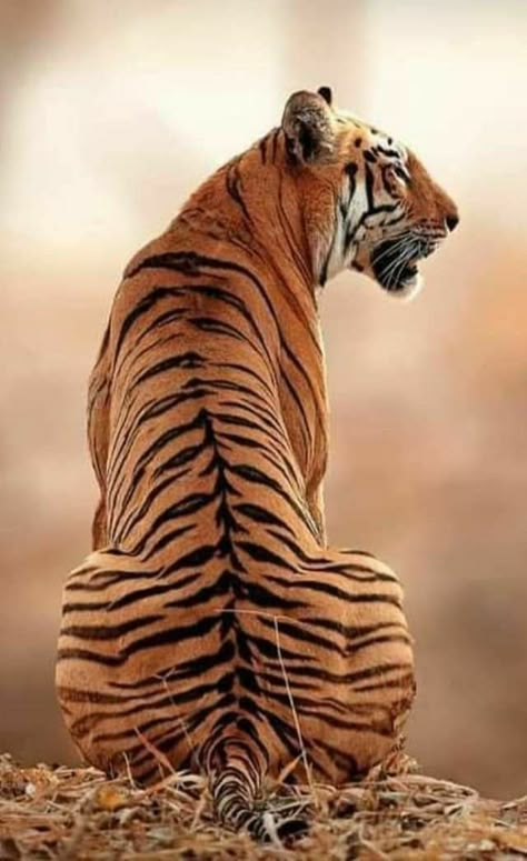 Tigre Aesthetic, Tiger Reference Photo, Tiger Reference, Female Tiger, Tiger Photography, Lion Photography, Cat Anatomy, Tiger Pictures, Wild Animals Pictures