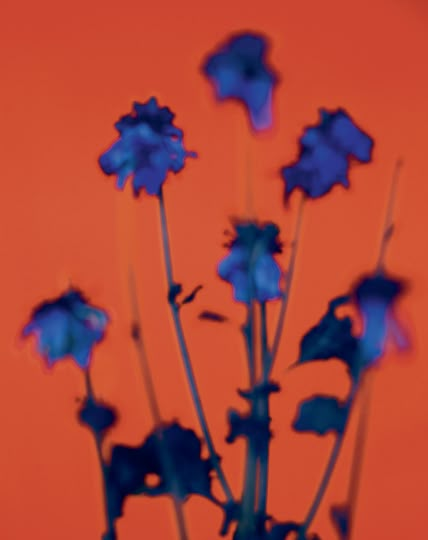 Moodboard Photography, Paul Rousteau, Kanaya Maryam, Italian Photography, Blur Photography, Paint Photography, Orange Paint, Flower Nature, World Photography