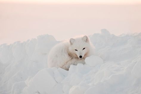 Arctic Fox, The Frame, Happy Animals, White Fox, Premium Photo, Spirit Animal, The Snow, Polar Bear, Habitat