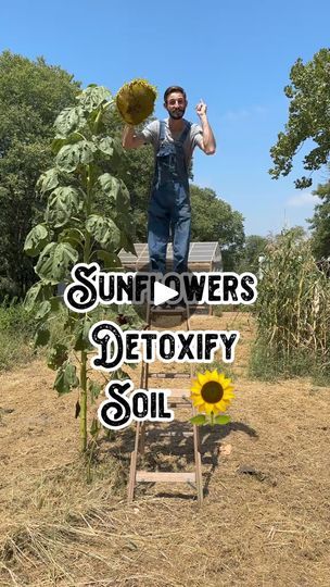 423K views · 14K reactions | 🌿 The Most Important Thing That's Probably Missing From Your Backyard. Link 🪴 👇 
https://bit.ly/medicalseedkit
.
.
 
Credit Instagram @theshilohfarm
.
.
.
#gardenideas #gardeningcommunity #homesteader #selfsufficientliving #gardeningtips #sunflower | Gardening Ideas  | Gardening Ideas  · Original audio Garden Science, Garden Hacks Diy, Chernobyl Disaster, Florida Gardening, Texas Gardening, Remove Toxins, Garden Greenhouse, Organic Gardening Tips, Soil Health