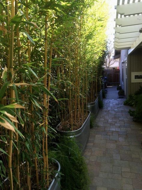 57 Bamboo Fence Ideas for Small Houses - Matchness.com Bamboo Privacy Hedge, Privacy Landscaping Backyard, Bamboo Landscape, Bamboo Privacy, Bamboo Trees, Backyard Ideas For Small Yards, Privacy Hedge, Screen Plants, Bamboo Planter