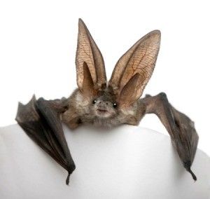 Bat Photos, Mother Nature Tattoos, Bat Species, Bat Art, Cute Bat, Bd Comics, Nature Tattoos, Arte Animal, Creature Design