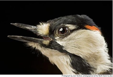 Never Say Goodbye: Red-Cockaded Woodpecker | ScienceBlogs Joel Sartore, Never Say Goodbye, Woodpeckers, Tilda Swinton, Endangered Animals, Bird Pictures, Bird Species, Birdy, Say Goodbye