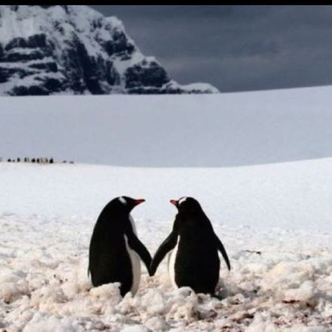 A penguin Mates for Life .... " will you be my Penguin" Romantic Animals, Penguin Walk, Penguin Awareness Day, Prove Love, Wildlife Pictures, Penguin Love, Cute Animal Pictures, 귀여운 동물, 그림 그리기