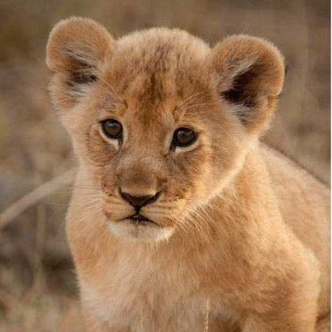 🦁 small cute • • • • • •📸FOLLOW ME • • #lion #lions #king #bigcat #bigcats #zoo #instagram #africa #animalplanet #safari #lionking… | Instagram Animals Africa, Lion Photography, Lions Photos, Good Photo, Animal Wildlife, Lion Cub, Cute Wild Animals, Animal Tattoos, Animal Planet