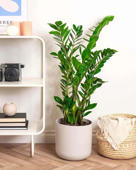 Zamia Plant, Zz Plant Decor, Zamioculcas Plant, Zz Plant Care, House Feng Shui, Decorate With Plants, Harvest Dining Table, Zamioculcas Zamiifolia, Plant Care Guide