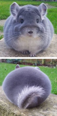 You can't help but smile at the cuteness of these adorable little rodent. Animal Hugs, Animal Tumblr, Dancing Animals, Baby Animal Drawings, Baby Animals Pictures, Chinchillas, Baby Animals Funny, Cute Animal Pictures, Wild Life