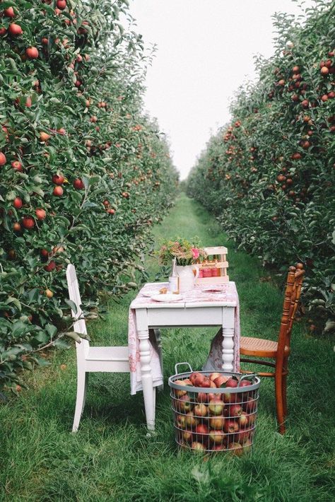 Apple Garden, 2020 Photography, Rose Gold Aesthetic, Earthy Home Decor, Ready For Autumn, Earthy Home, Apple Farm, Apple Theme, Organic Lifestyle