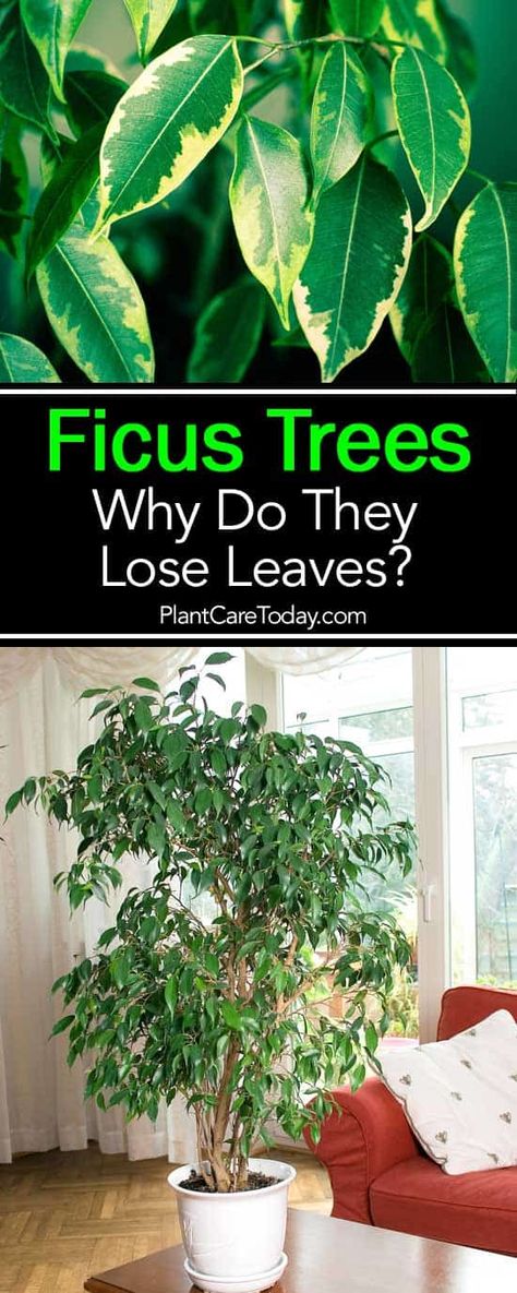 Why does a Ficus tree lose leaves all of a sudden? Ficus drop leaves usually for 3 possible reasons: change in environment... [CONTINUE READING Ficus Tree Indoor, Trees Types, Weeping Fig Tree, Cool House Plants, Ficus Plant, Trees House, Easy Houseplants, House Trees, Types Of Houseplants