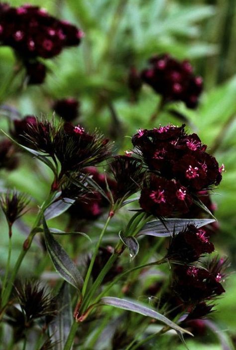 10 Most Gothic Flowers for the Garden | Balcony Garden Web Black Adder, Dianthus Barbatus, Witches Garden, Black Plants, Personal Garden, Dark Garden, Gothic Flowers, Goth Garden, Witch Garden