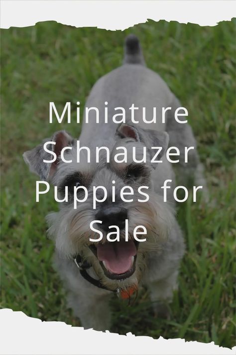 Mini Schnauzer Puppies For Sale Near Me, Mini Snauzer, Mini Schnauzer Grooming Haircuts, Mini Schnoodle, Black Mini Schnauzer, Teacup Schnauzer, Miniature Schnauzer Black, Miniature Schnauzer Puppy, White Miniature Schnauzer