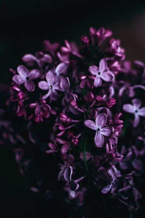 Purple Flowers Wallpaper, Shades Of Violet, Tilt Shift, Dark Pictures, Macbook Air 11, Purple Sky, Lilac Flowers, Violet Flower, Black Flowers