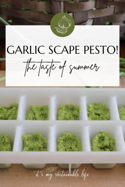 Garlic Scape Pesto Recipe - It's My Sustainable Life Scape Pesto Recipe, Pesto Uses, Scape Pesto, Garlic Scape Pesto, Infused Butter, Vegetable Harvest, Garlic Scapes, Garlic Uses, Foraged Food