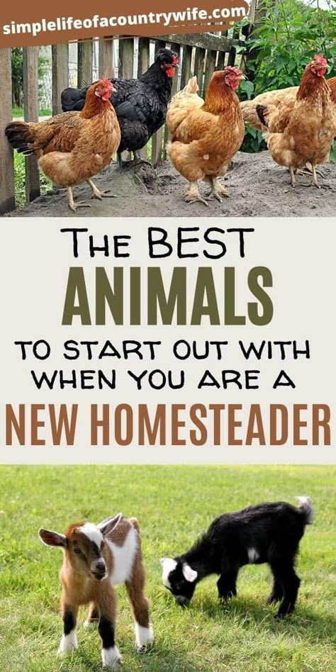 How To Profit From Homesteading, Animals For Homesteading, Making Money From Homestead, How To Start A Farm With No Money, Living Off The Grid How To Start, How To Start A Farm, How To Start A Homestead, Starting A Homestead, How To Homestead