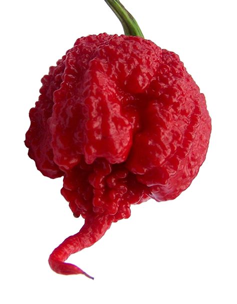 How are the hottest chilis determined? Believe it or not, the most common test involves human taste-testers. In the “Scoville Organoleptic Test”, chili extract is diluted in sugar water until the heat of its spice is no longer detectable to a panel of tasters. The resulting heat rating, measured in Carolina Reaper Pepper, Hot Pepper Seeds, Magia Das Ervas, Carolina Reaper, Pepper Plants, Pepper Seeds, Organic Seeds, Chili Pepper, Stuffed Hot Peppers