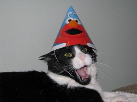 This cat who cannot handle his birthday hat. | 21 Cats Who Can't Even Happy Birthday Cat, Happy Memes, Birthday Cartoon, Cat Birthday Party, Funny Animal Photos, Cat Party, Birthday Hat, Cat Birthday, Pet Life