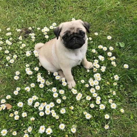 Cute Pug Aesthetic, Anjing Pug, Pug Photos, Puppy Sketch, Baby Pugs, Pug Puppies, Pugs Funny, Cute Pugs, Pug Lover