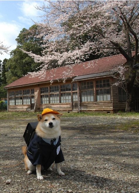 This boarding school student dog. | 29 Dogs You Won’t Believe Actually Exist. Suze on student exchange. Akita Puppies, Shiba Inu Dog, Large Dog Breeds, Puppy Pictures, Drawing Tutorials, Small Dog, Shiba Inu, 귀여운 동물, Animals Friends