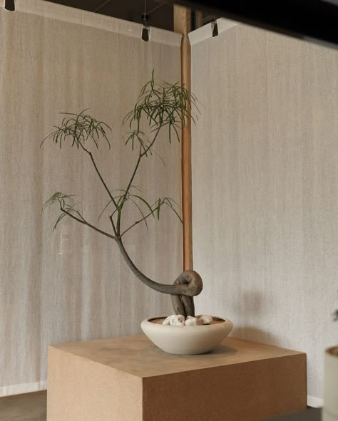 Plants • Instagram Japanese Plants Indoor, Bonsai Tree Living Room, Japanese Indoor Plants, Bonsai Trees Aesthetic, Bonsai Accent Plants, Bonsai Tree Home Decor, Bonsai Plants Aesthetic, Chinese Plants, Japanese Plants