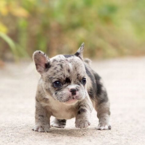 Teacup Pomsky, Frenchie Puppies For Sale, Teacup French Bulldogs, Mini French Bulldogs, Micro Teacup Puppies, Merle French Bulldog, Teacup Puppy, French Bulldog For Sale, Teacup Dogs