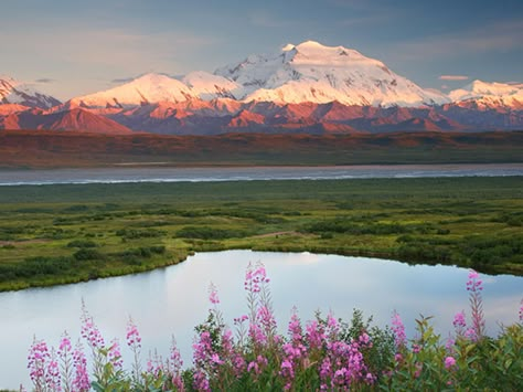 I Heart My National Park: Denali Alpine Tundra, Web Of Life, North To Alaska, Wildlife Biologist, National Park Photos, Denali National Park, Park Ranger, Alaska Travel, Us National Parks