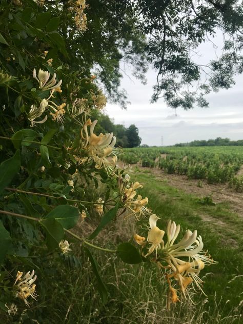 Honeysuckle Fence, Double Date Picnic, Honeysuckle Aesthetic, Gladiolus Poppy, English Wildflowers, Daisy Sweet Pea, Lonicera Periclymenum, Cattle Shed, August Gladiolus