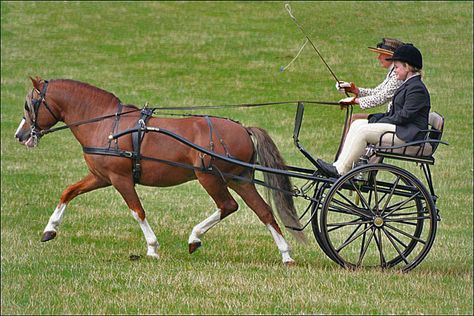 Pony Pony Cart, Pony Carriage, Chestnut Welsh Pony, Shetland Pony Riding, Indian Horse Carriage, Chincoteague Ponies, Horse Harness, Carriage Driving, Horse Drawn Wagon