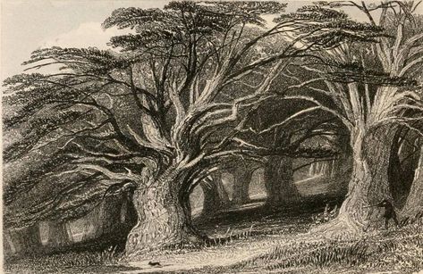 Druids' Grove, by Thomas Allom Ancient Yew Tree, Drawing Apple, Yew Tree, Sacred Tree, Engraving Art, Evergreen Plants, Tree Illustration, Tree Drawing, Post Impressionists