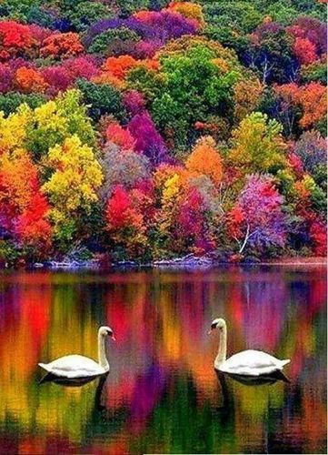 Colorful Trees, Alam Yang Indah, Beautiful Tree, Pretty Places, Swans, Nature's Beauty, Beautiful Scenery, Amazing Nature, Nature Pictures