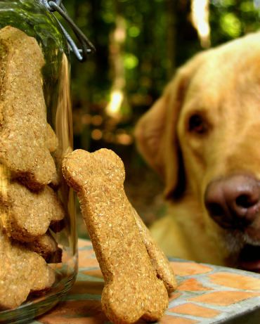 Special Occasion Dog Bones Biscuits Recipe - Food.com Homemade Doggie Treats, Puppy Dog Cakes, Gluten Free Dog Treats, Dog Bone Cookies, Dog Cake Recipes, Dog Biscuit Recipes, Doggie Treats, Puppy Treats, Dog Cakes