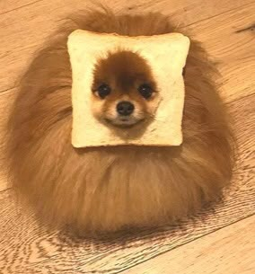 Pomeranian Pfp Aesthetic, Pomeranian Wallpaper Aesthetic, Pomeranian Dog Aesthetic, Preppy Pomeranian, Pomeranian Memes, Cute Small Animals, Cat Whiskers, Very Cute Dogs, Dressage Horses