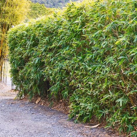 ... Bamboo Privacy Fence, Giant Bamboo, Clumping Bamboo, Growing Bamboo, Bamboo Privacy, Garden Privacy Screen, Edging Plants, Garden Privacy, Bamboo Fence