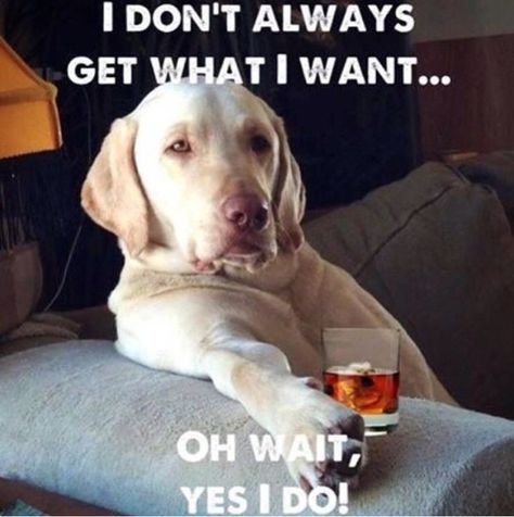 // Dog Rules, Yellow Lab, Dog Quotes, Funny Animal Pictures, Dog Memes, I Love Dogs, Dog Pictures, Dog Life, Dog Love